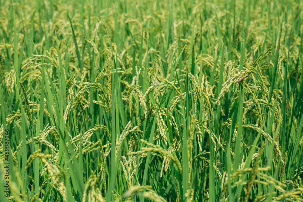 green rice field green rice field