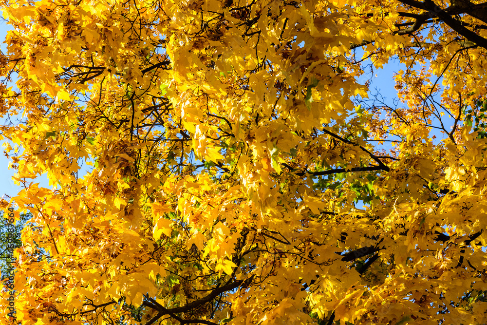 Yellow leaves on a maple tree at autumn Yellow leaves on a maple tree at autumn