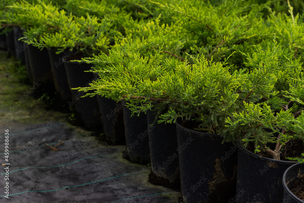 Pots with a variety of thuja occidentalis. Opening of the sales season in the nursery