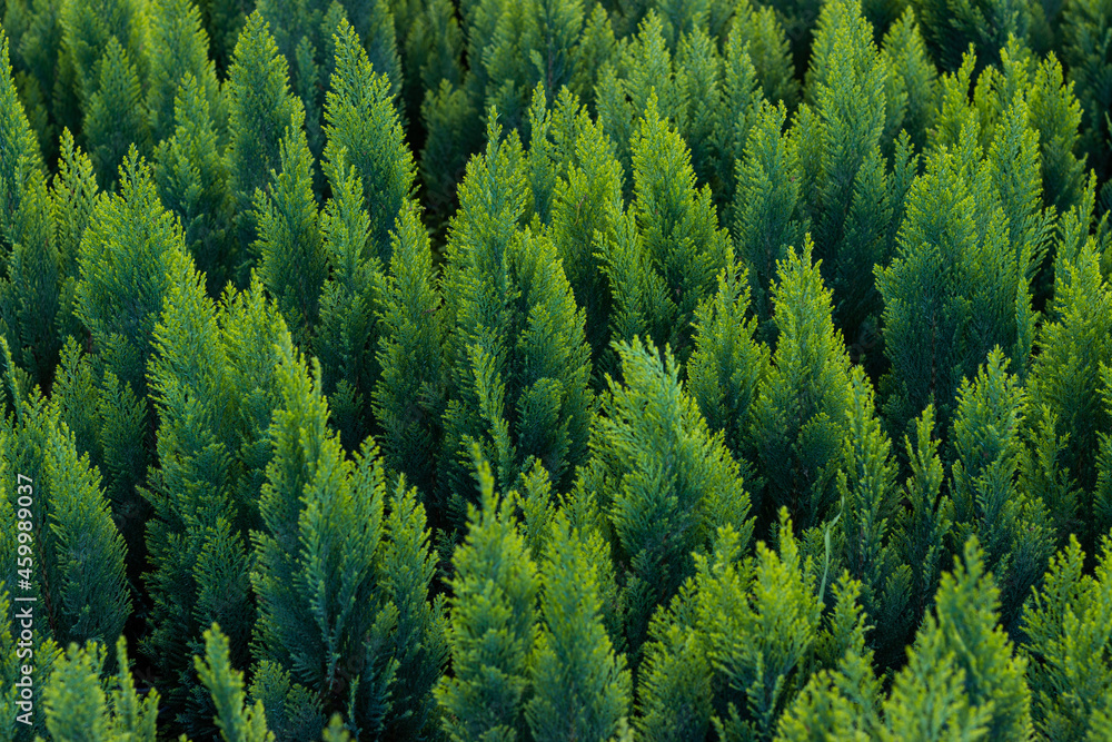 Large background of western thuja. Opening of the sales season in the nursery
Large background of western thuja. Opening of the sales season in the nursery