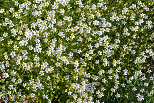 White flowers of Sagina subulata in the garden, background.