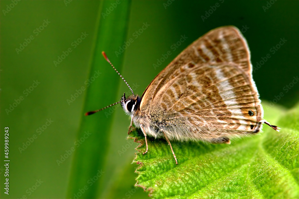 butterfly butterfly