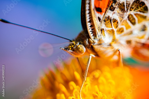 butterfly feeding on a sunflower headshot