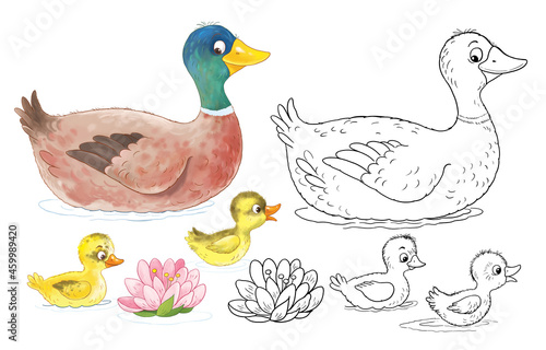 Cute farm animals. Mother duck and her ducklings. Coloring page. Coloring book. Cute and funny cartoon characters isolated on white background