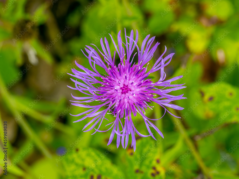 macro close up of a Mountain cornflower, bachelor's button, montane knapweed or mountain bluet (Centaurea montana) with blurred background macro close up of a Mountain cornflower, bachelor's button, montane knapweed or mountain bluet (Centaurea montana) with blurred background