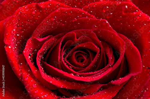 Fototapeta Naklejka Na Ścianę i Meble -  Macro Image of a Beautiful Red Rose with Water Droplets