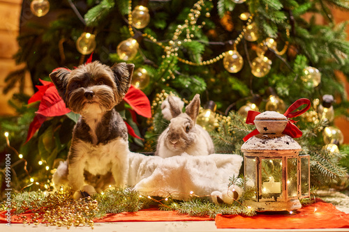 New year under the tree from a dog and a rabbit. Biewer Terrier under the garland around Prasanthi. High quality photo