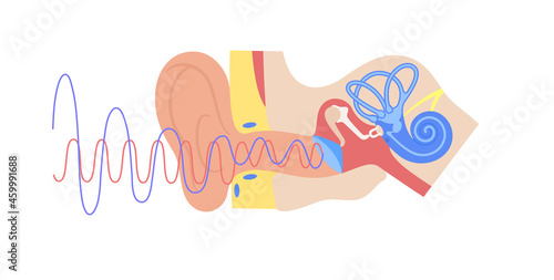 Ear anatomy poster