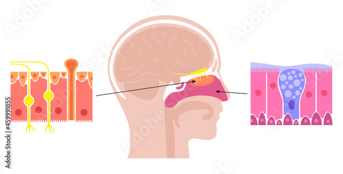 nasal cavity anatomy