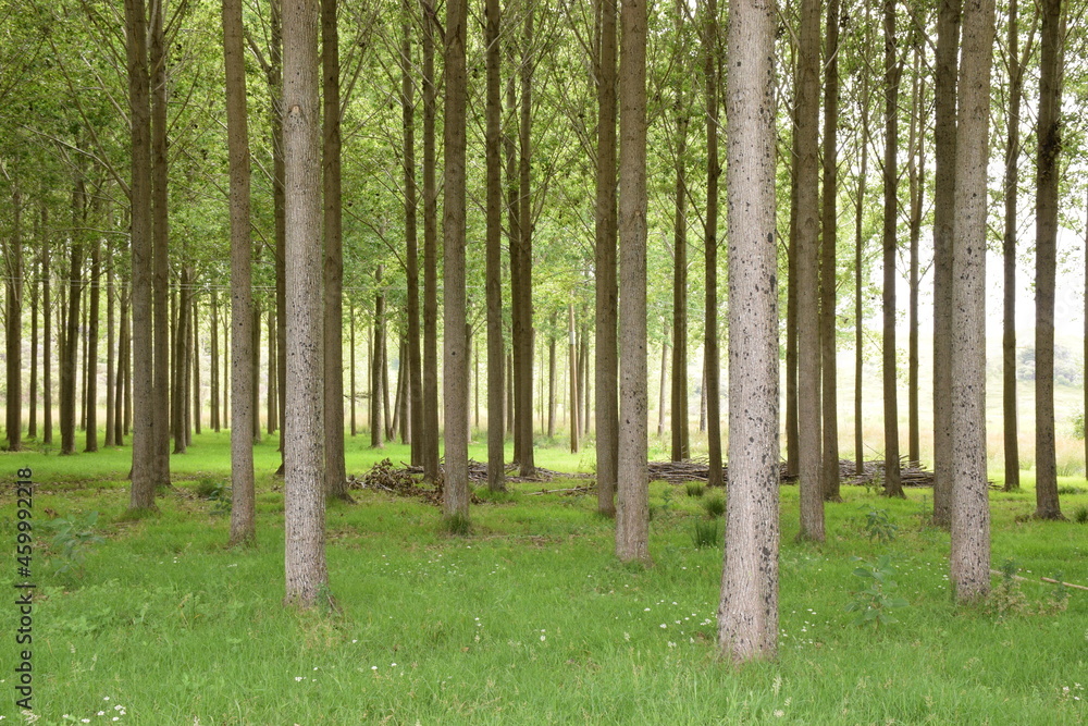 Obraz premium Light green forest with perfectly straight tree trunks