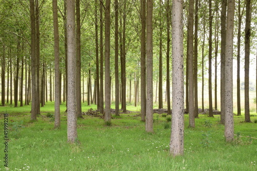 Light green forest with perfectly straight tree trunks