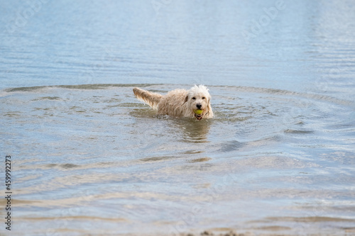 Labradoodle dog plays with a yellow ball in its mouth, in the water. White curly dog stands in the blue water © Dasya - Dasya