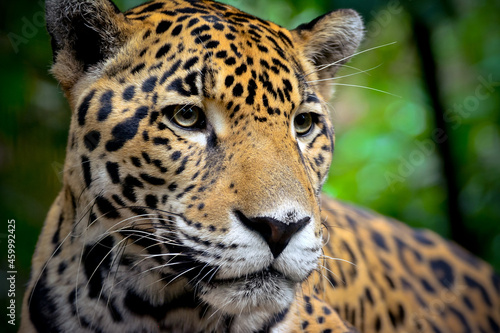 Jaguar close up portrait 