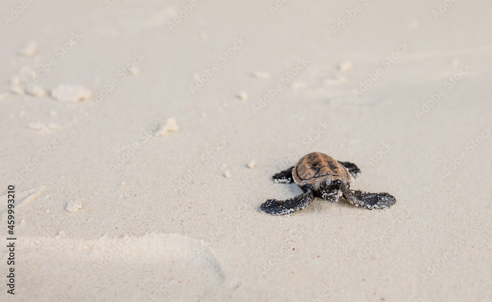 Little Sea Turtle Cub, Crawls along the Sandy shore in the direction of the ocean to Survive, Hatched, New Life, Saves, Way to life, Tropical Seychelles, footprints in the sand, forward to a new life Little Sea Turtle Cub, Crawls along the Sandy shore in the direction of the ocean to Survive, Hatched, New Life, Saves, Way to life, Tropical Seychelles, footprints in the sand, forward to a new life