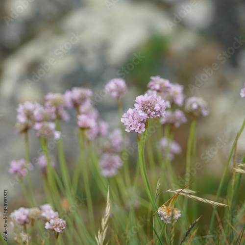 Fleurs sauvages des champs .