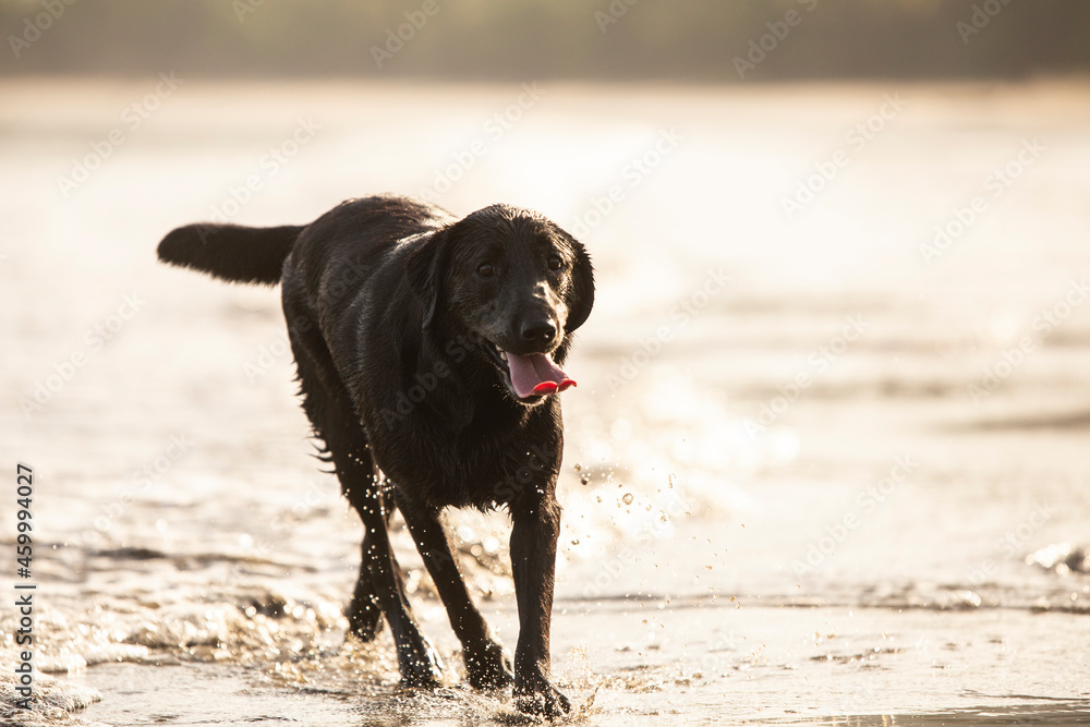 Beautiful playful black labrador retriever at the beach in the sand Beautiful playful black labrador retriever at the beach in the sand