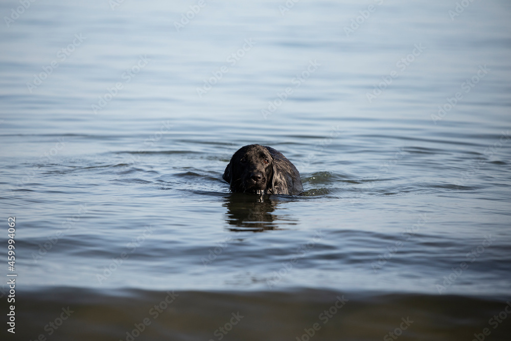 Fototapeta premium Beautiful playful black labrador retriever at the beach in the sand