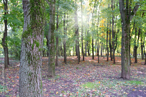 Autumn forest natural landscape