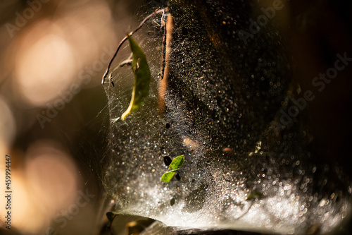 Big spiderweb in the tropical jungle photo