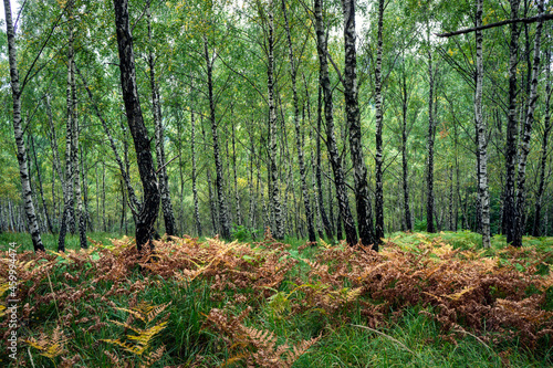 Birch forest with grass and ferns.