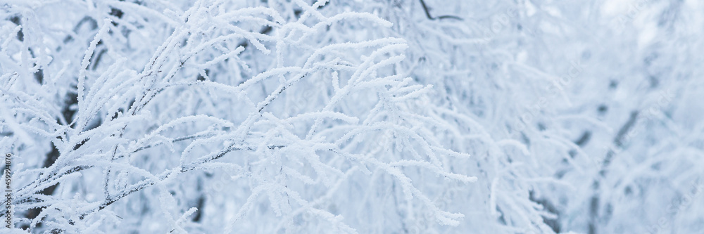 Snow and rime ice on the branches of bushes. Beautiful winter background with trees covered with hoarfrost. Plants in the park are covered with hoar frost. Cold snowy weather. Cool frosting texture. Snow and rime ice on the branches of bushes. Beautiful winter background with trees covered with hoarfrost. Plants in the park are covered with hoar frost. Cold snowy weather. Cool frosting texture.