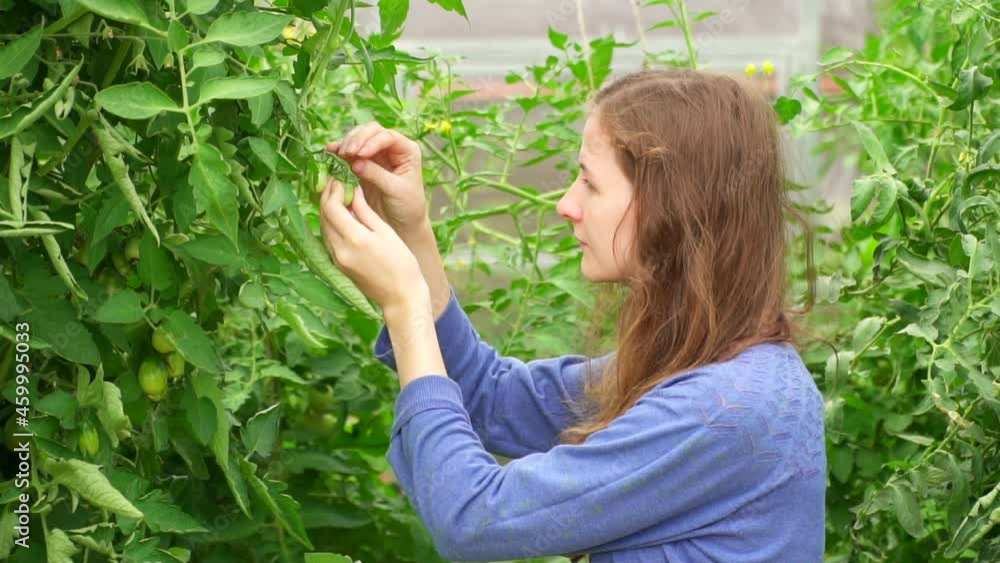 Organic woman farmer checking his tomatoes in hothouse. View of Young woman taking care of her plants and vegetables on city balcony garden Environment and ecology theme. check crop, leaf sprouts Organic woman farmer checking his tomatoes in hothouse. View of Young woman taking care of her plants and vegetables on city balcony garden Environment and ecology theme. check crop, leaf sprouts