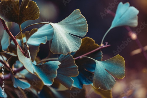 Close-up on Ginkgo Biloba tree. Blue leaves on dark background. Autumn concept background. Macro Ginkgo leaf. Healing plant, alternative chinese medicine © Inna