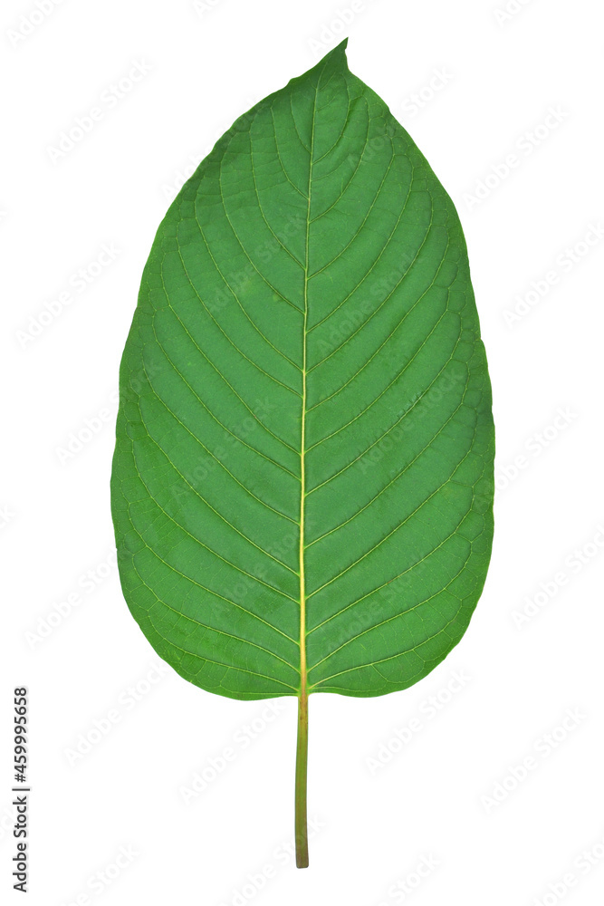 Leaf kratom on isolated white background. Leaf kratom on isolated white background.