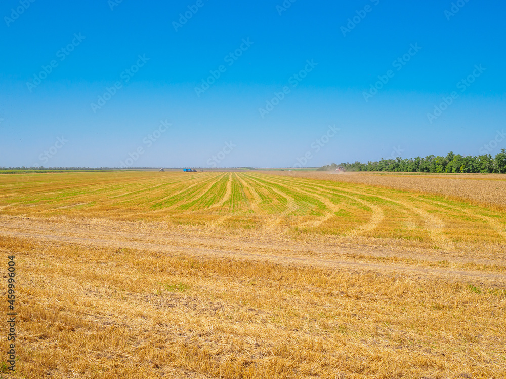 A field of mown wheat joins the horizon with a blue cloudless sky. Summer sunny day in the field.