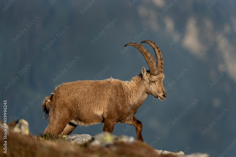 Ibex in switzerland Alps. Alpine ibex walking in the mountains. European wildlife. 