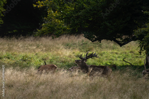 Fototapeta Naklejka Na Ścianę i Meble -  Red deer during rut time. Deer roaring in the mountains. European wildlife. 