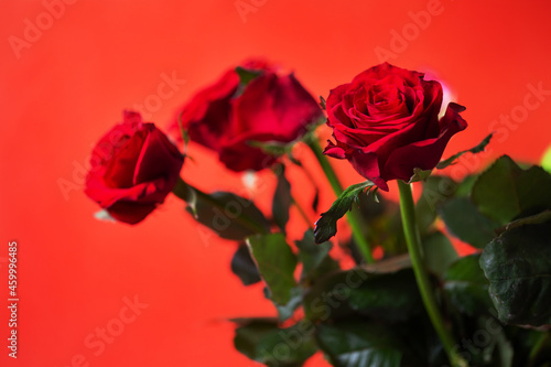 three red roses on a red background