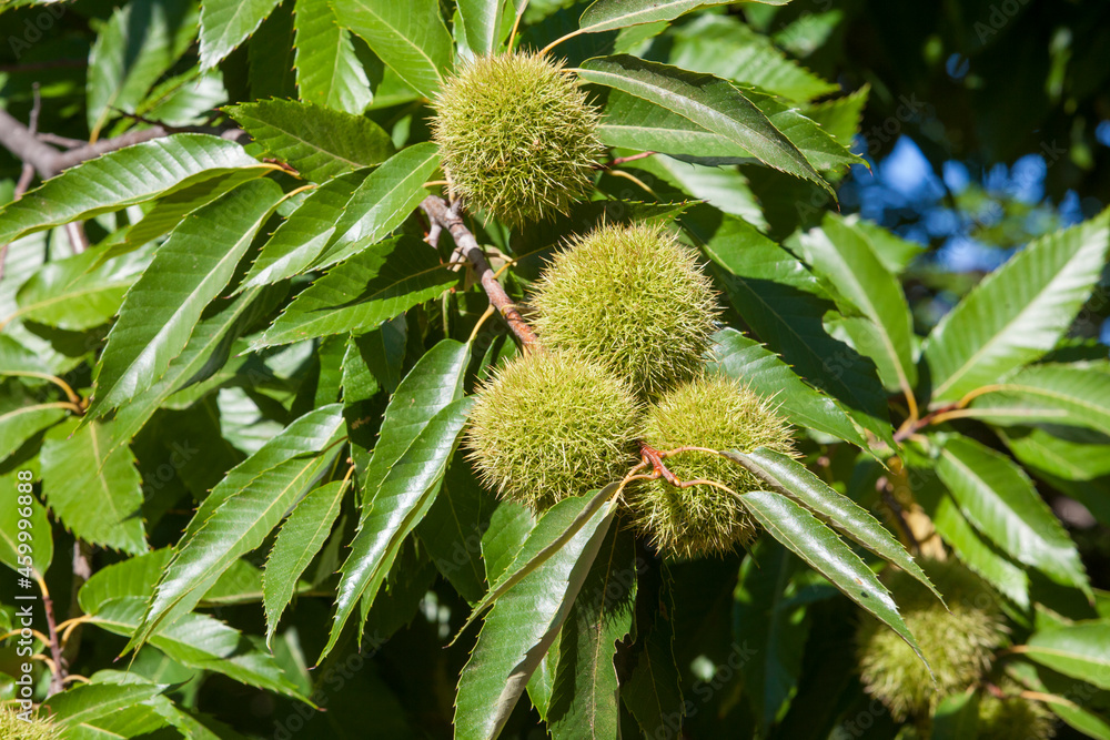Sweet chestnut unripe fruits. Extremadura, Spain Sweet chestnut unripe fruits. Extremadura, Spain
