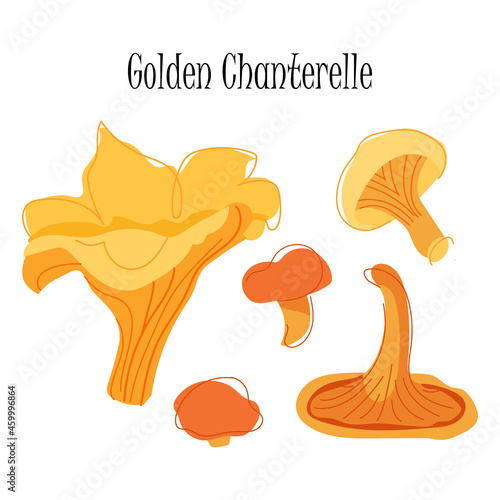 Chanterelle mushroom set isolated on white backgeound. Vesctor illustration for game, web and print design