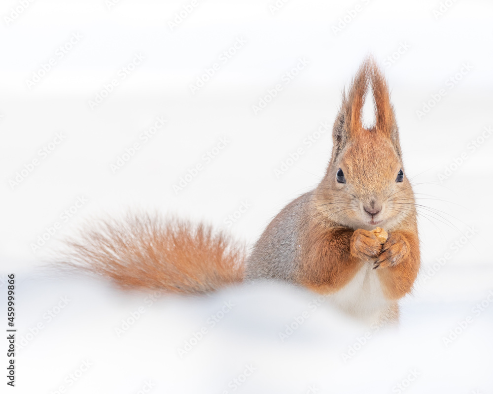 Fototapeta premium Tamia Sciurus hudsonicus red squirrel on white snow.