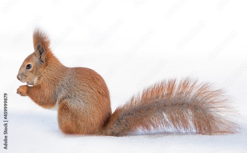 Obraz premium Tamia Sciurus hudsonicus red squirrel on white snow.