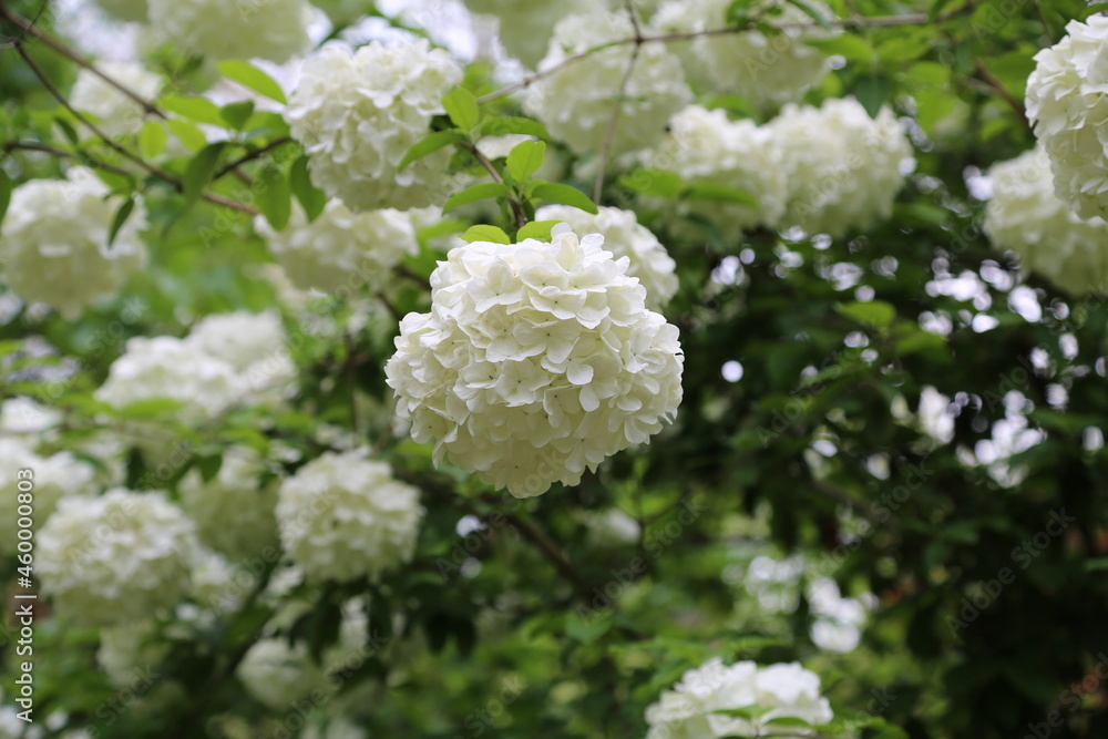 white flower balls