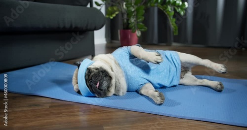 Funny lazy pug dog in sportswear doing workout burning fat calories training strength, doing fitness, aerobics sport fit at home. Side leg raise exercise lying on floor. Dog pet funny sport concept