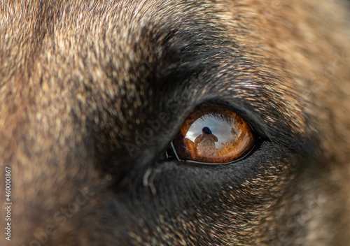 Wallpaper Mural Dogs Eye Torontodigital.ca