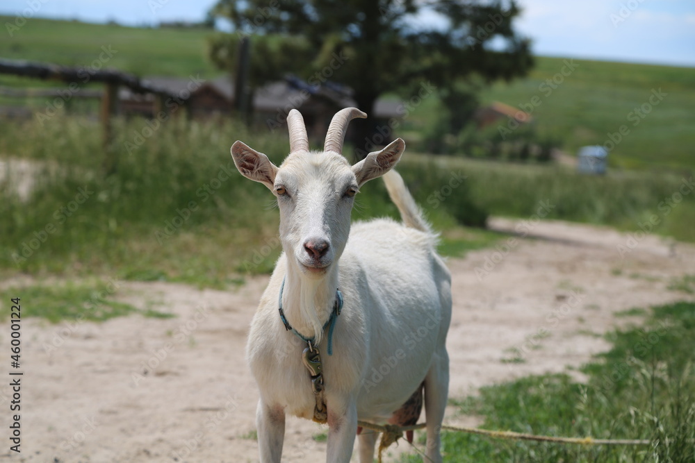 white alpine goat with collar white alpine goat with collar