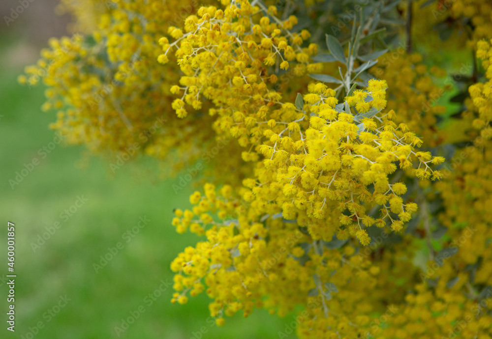 The native Australian plant Pearl Acacia with bright golden flowers also know as Acacia Podalyriifolia The native Australian plant Pearl Acacia with bright golden flowers also know as Acacia Podalyriifolia