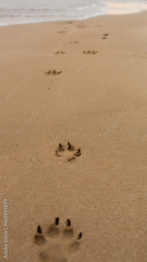 a small dogs paw mark left on a sandy beach a small dogs paw mark left on a sandy beach