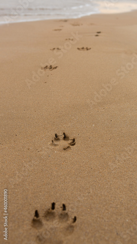 a small dogs paw mark left on a sandy beach
