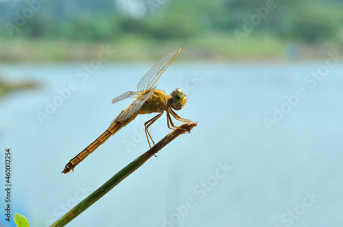 Crochothemis servilia female
