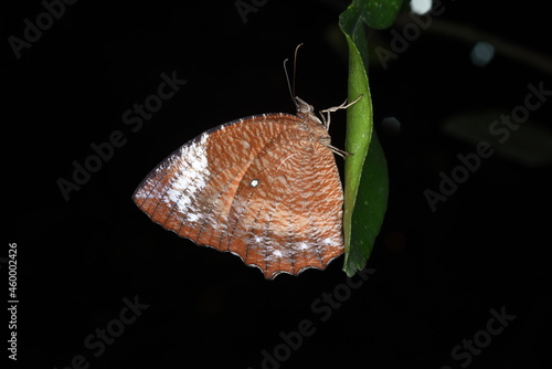 butterfly on leaf
Elymnias hypermenestra