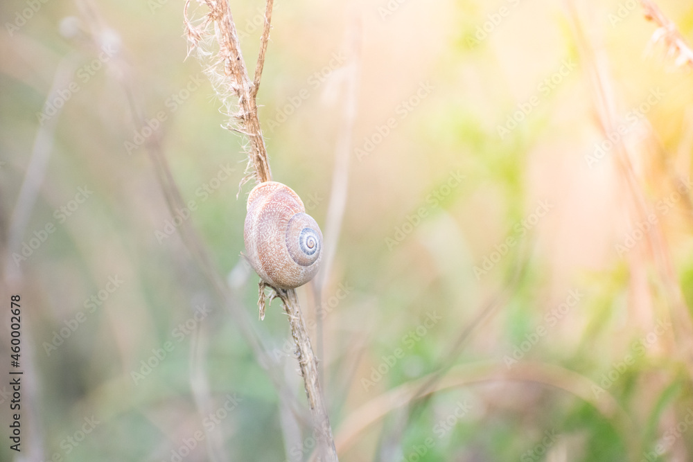 Wintering snail perched on a branch during the evening hours. Spanish snail also Otala punctata Wintering snail perched on a branch during the evening hours. Spanish snail also Otala punctata