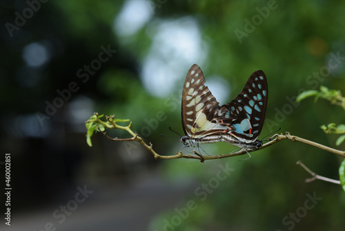 Mating Graphium doson