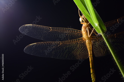 Hydrobasileus croceus