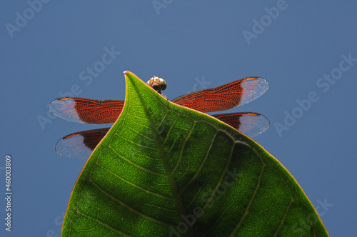 Neurothemis fluctuans