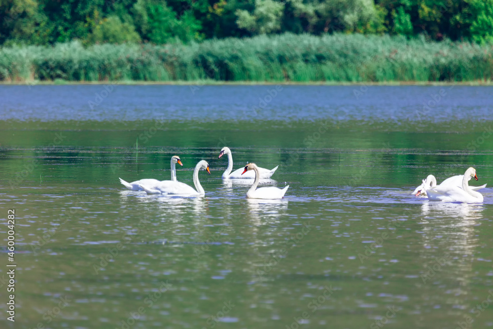 Nature reserve with swans . Birds swimming together on the river